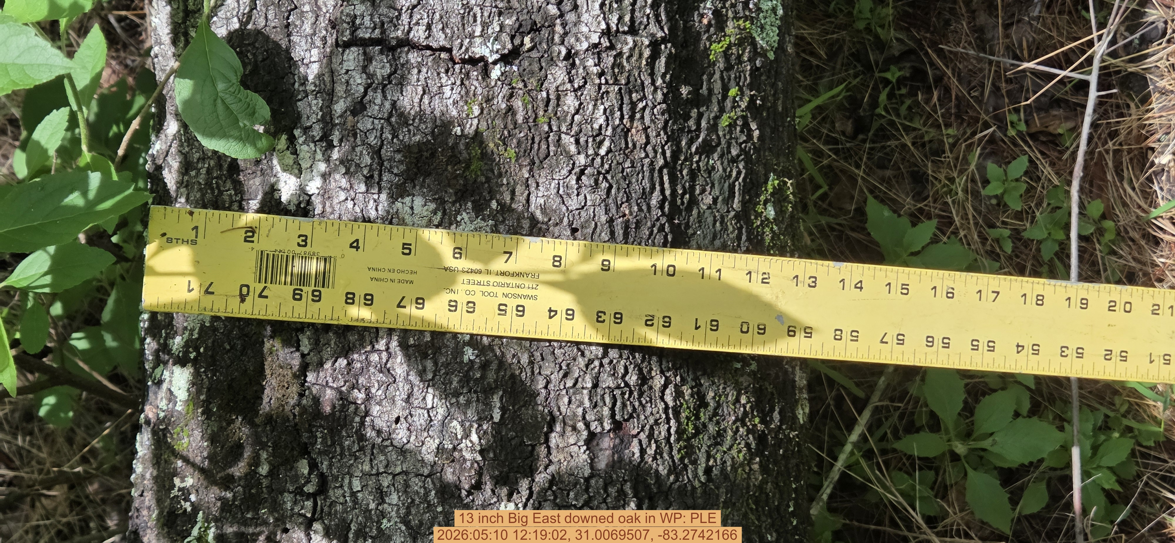 13 inch Big East downed oak, 2026:05:10 12:19:02, 31.0069507, -83.2742166