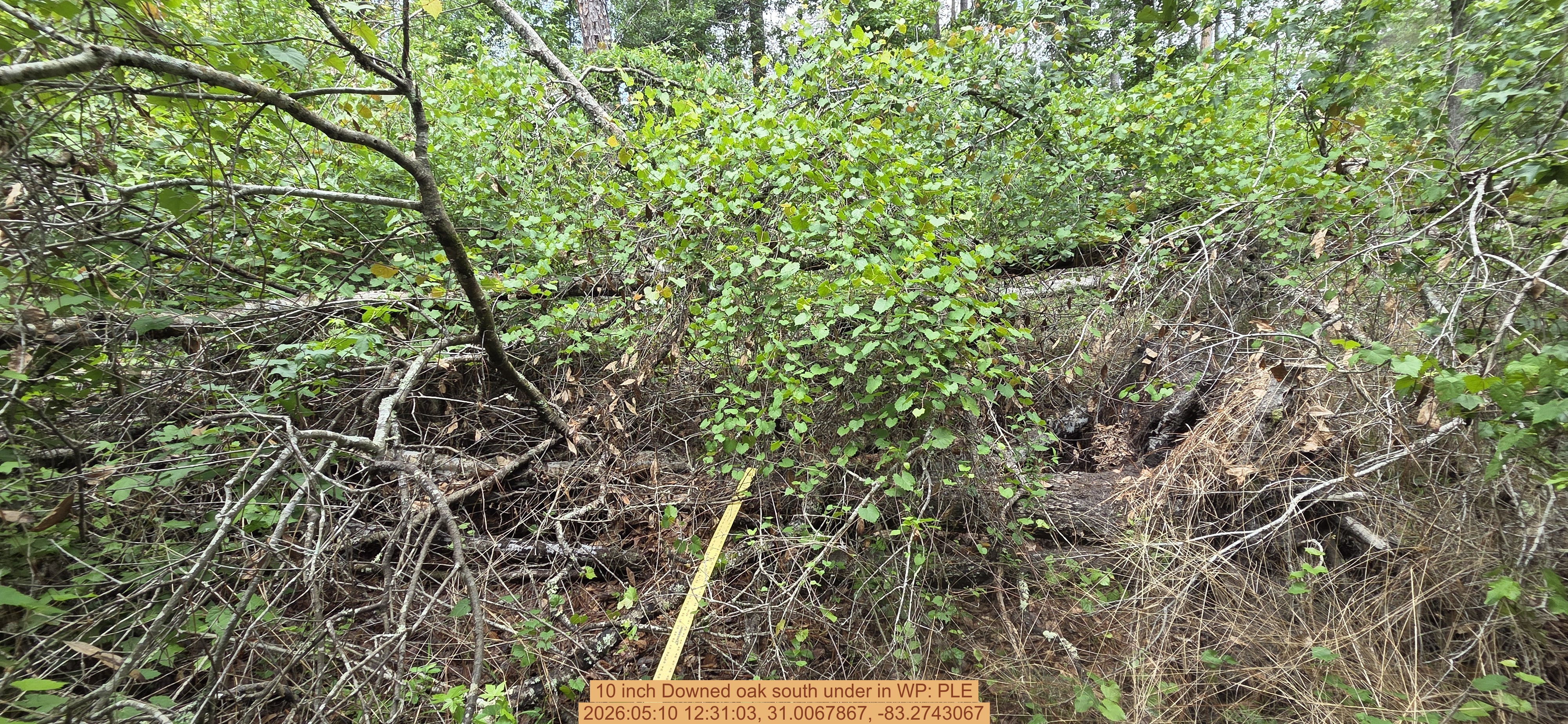 10 inch Downed oak south under, 2026:05:10 12:31:03, 31.0067867, -83.2743067