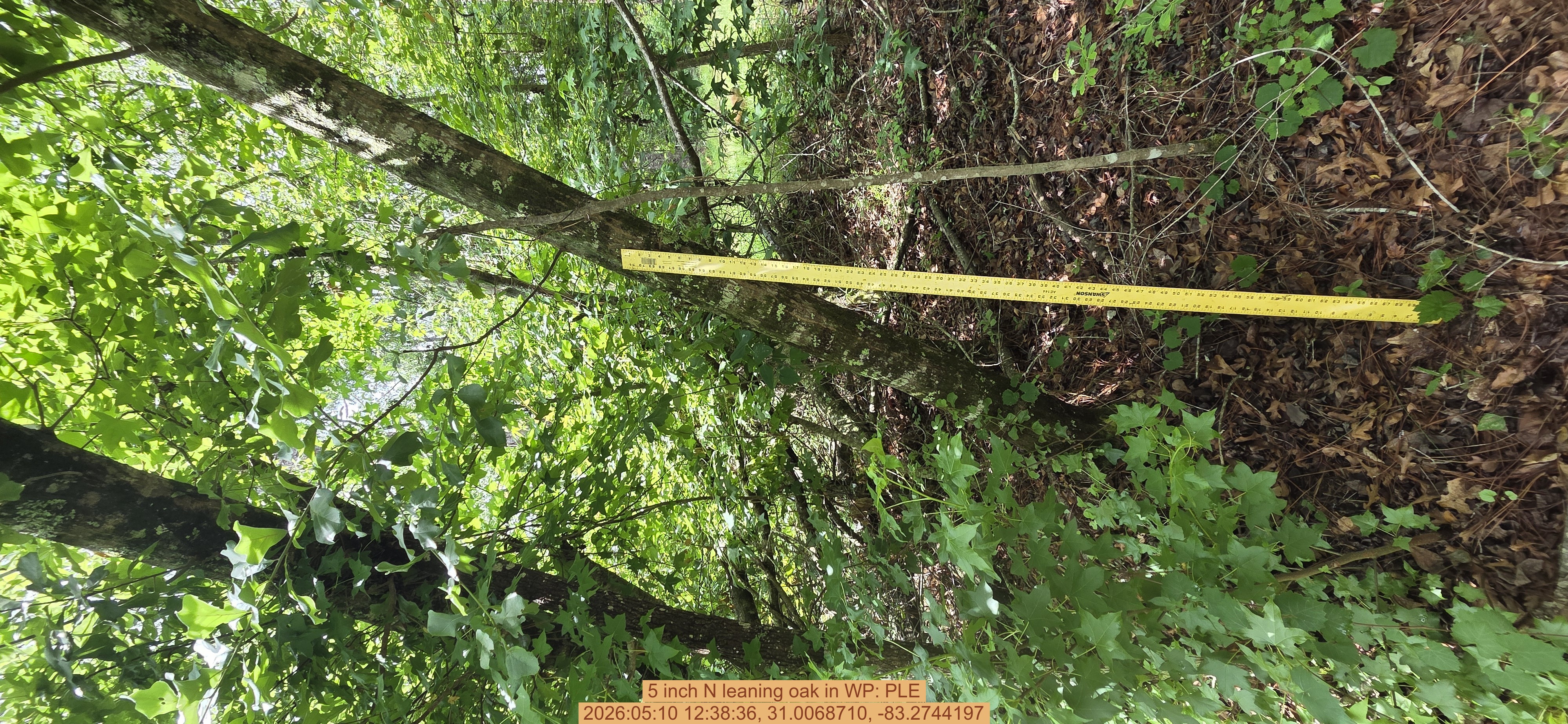 5 inch N leaning oak, 2026:05:10 12:38:36, 31.0068710, -83.2744197