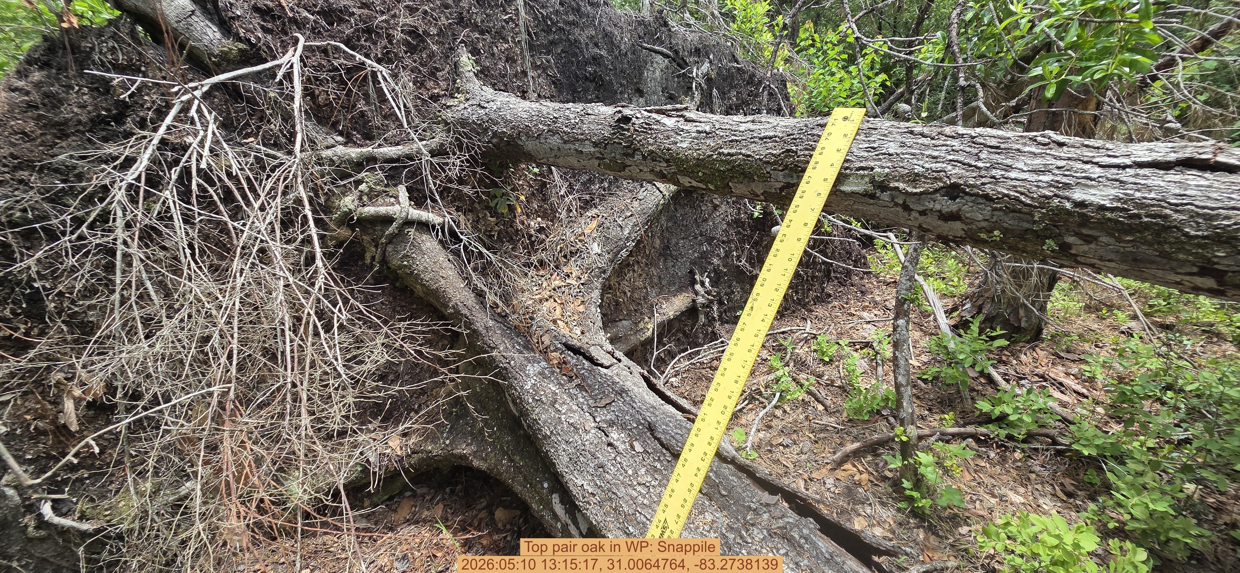 Top pair oak, 2026:05:10 13:15:17, 31.0064764, -83.2738139