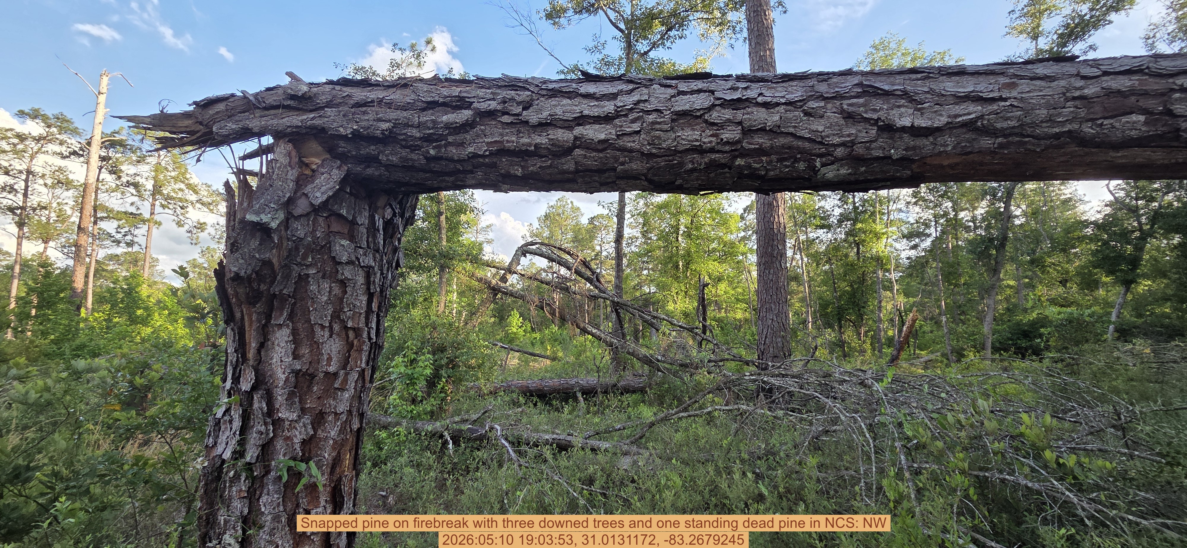 Snapped pine on firebreak with three downed trees and one standing dead pine, 2026:05:10 19:03:53, 31.0131172, -83.2679245
