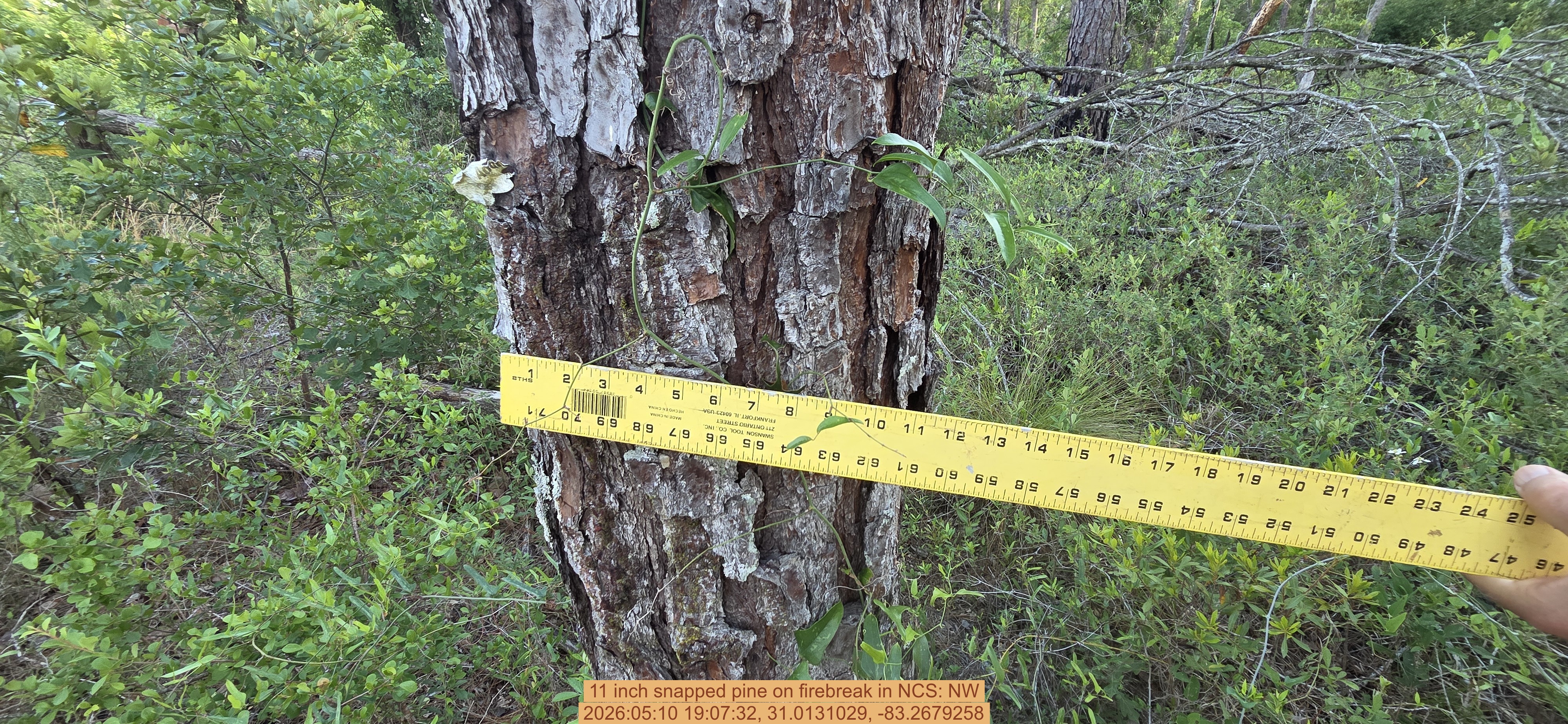 11 inch snapped pine on firebreak, 2026:05:10 19:07:32, 31.0131029, -83.2679258