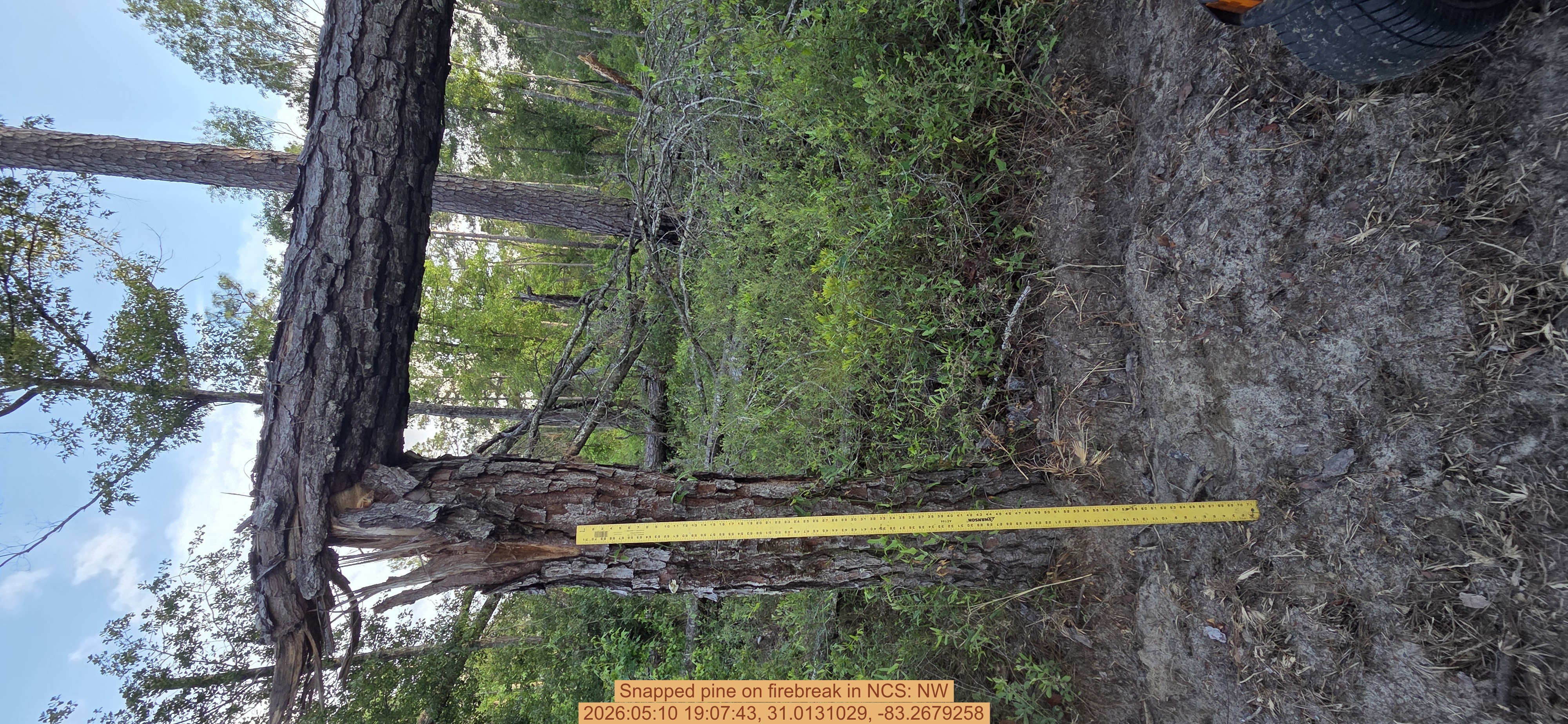 Snapped pine on firebreak, 2026:05:10 19:07:43, 31.0131029, -83.2679258