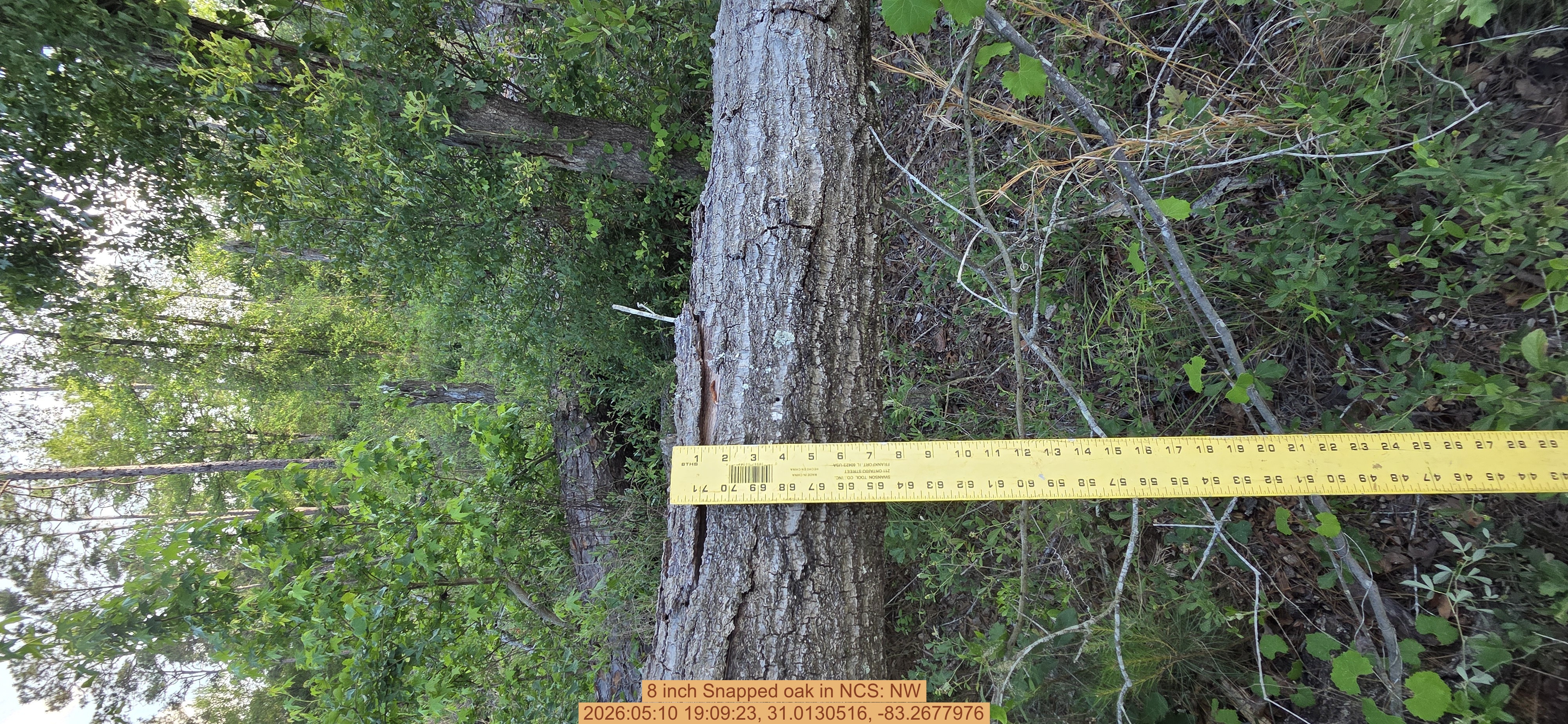8 inch Snapped oak, 2026:05:10 19:09:23, 31.0130516, -83.2677976