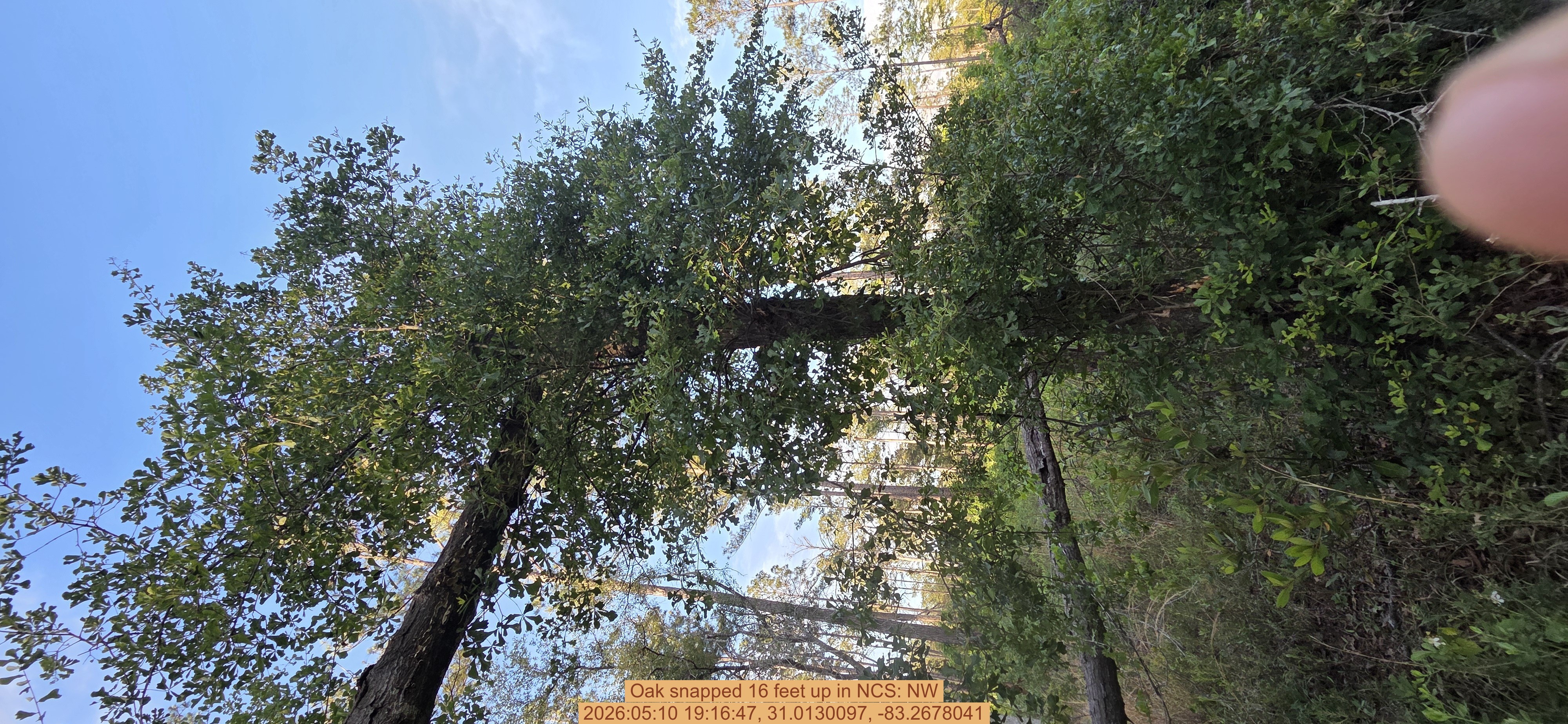 Oak snapped 16 feet up, 2026:05:10 19:16:47, 31.0130097, -83.2678041