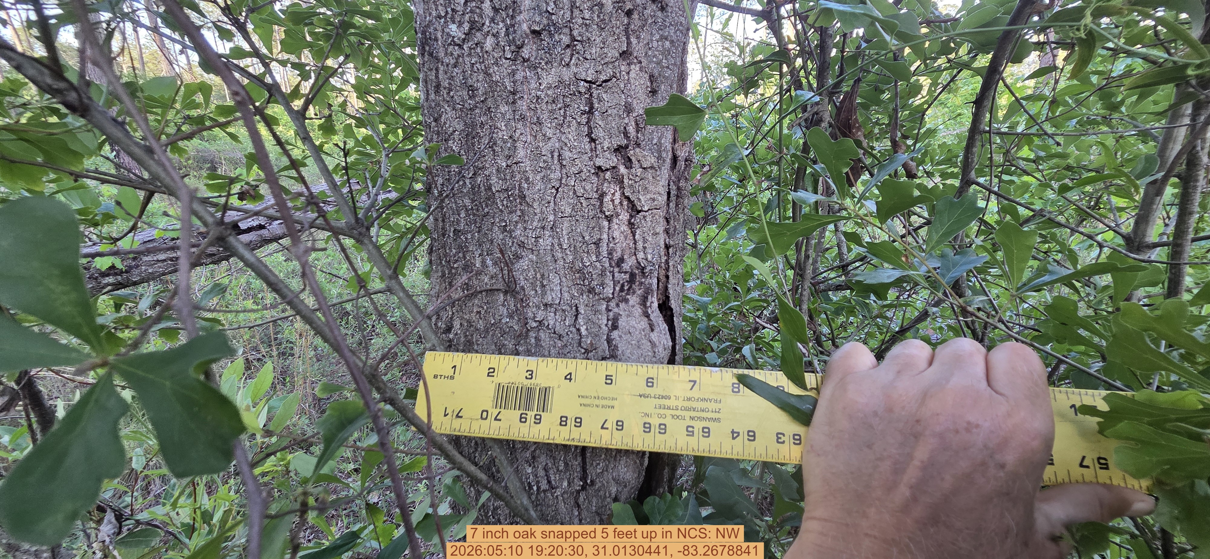 7 inch oak snapped 5 feet up, 2026:05:10 19:20:30, 31.0130441, -83.2678841