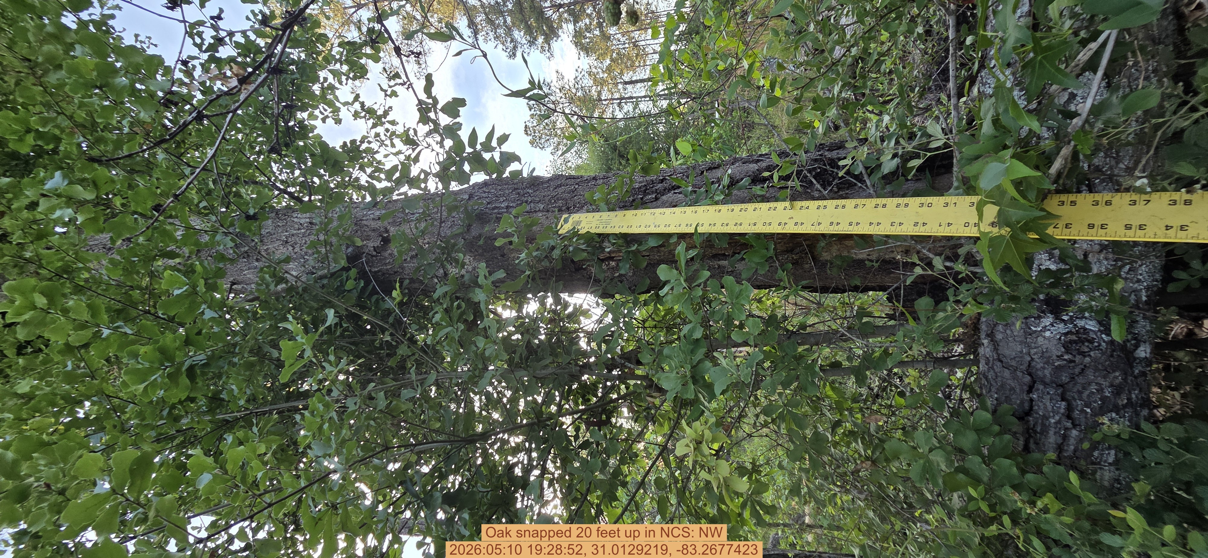Oak snapped 20 feet up, 2026:05:10 19:28:52, 31.0129219, -83.2677423