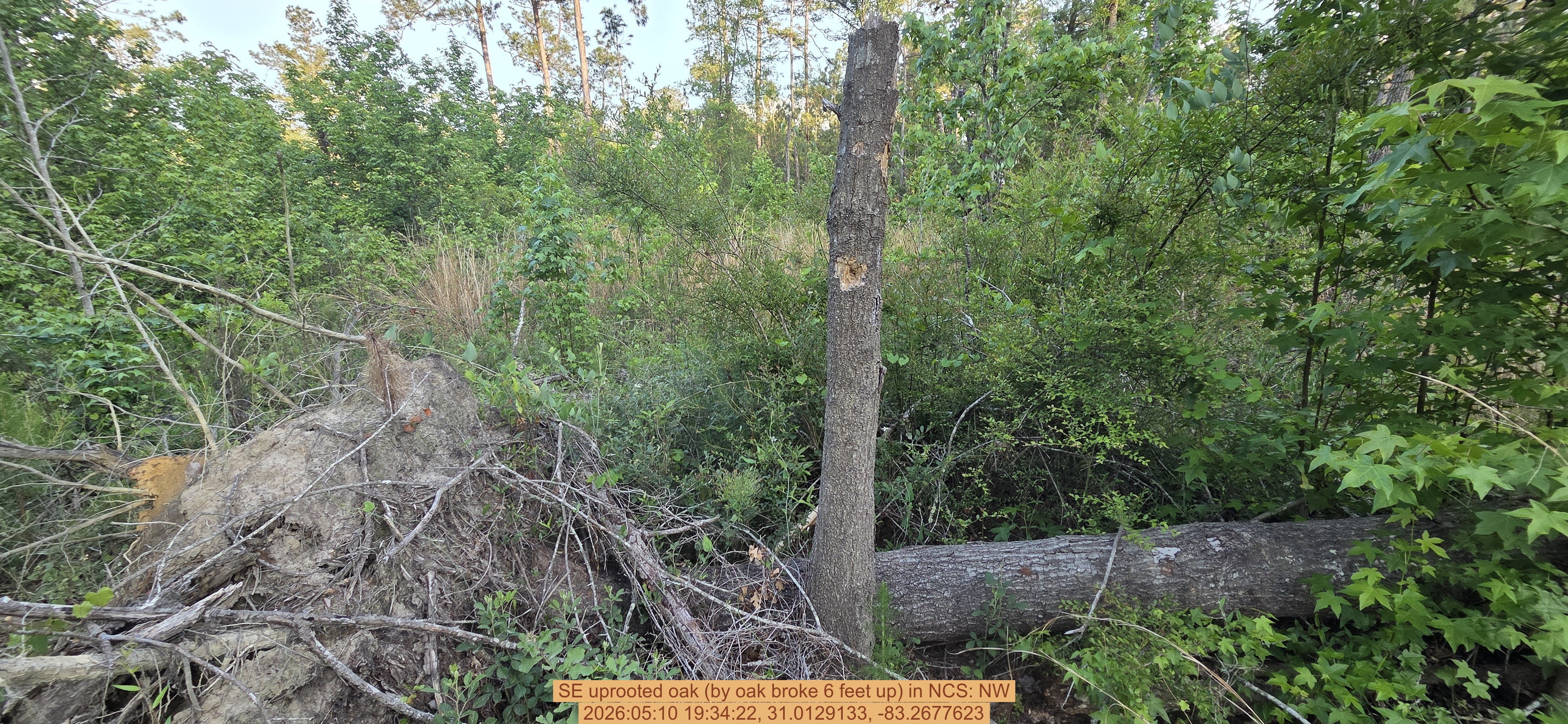 SE uprooted oak (by oak broke 6 feet up), 2026:05:10 19:34:22, 31.0129133, -83.2677623