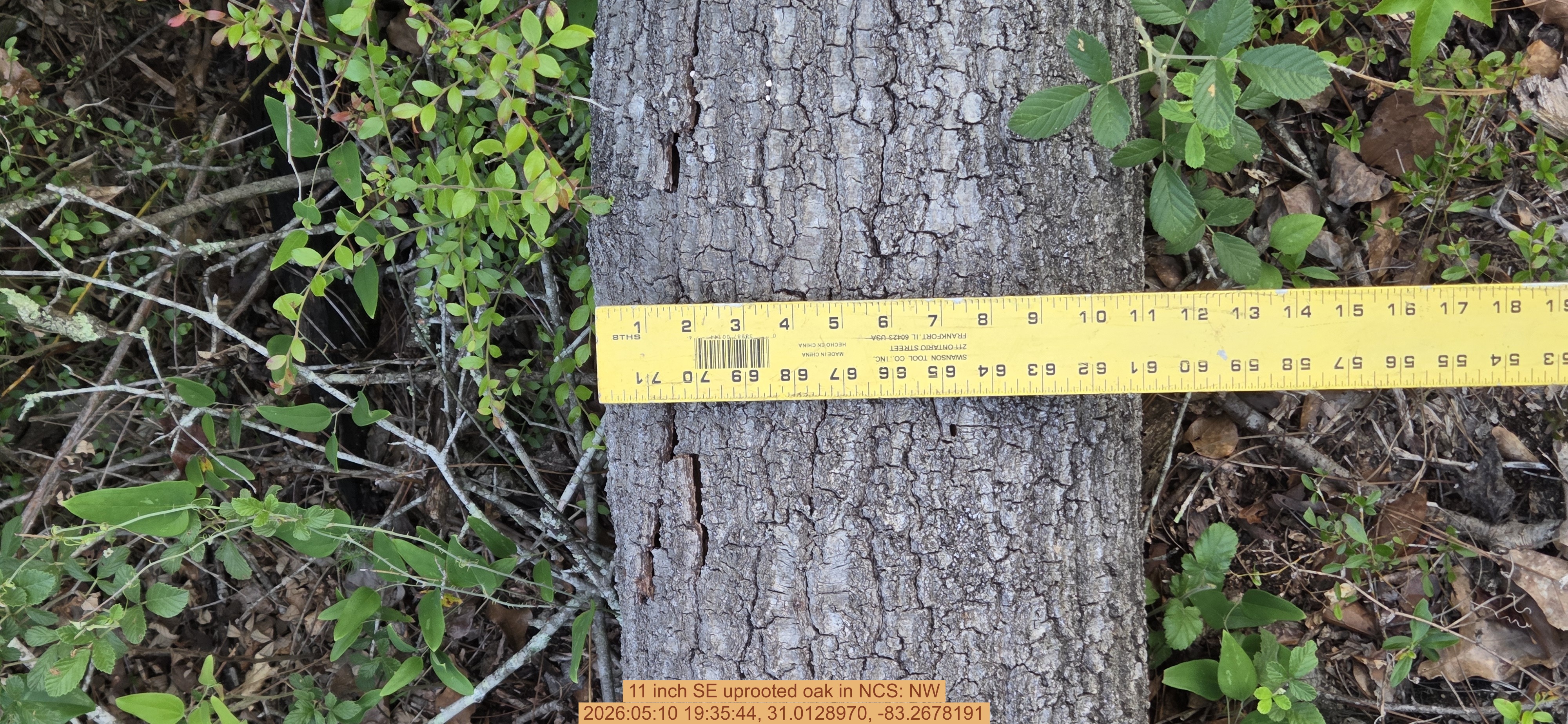 11 inch SE uprooted oak, 2026:05:10 19:35:44, 31.0128970, -83.2678191