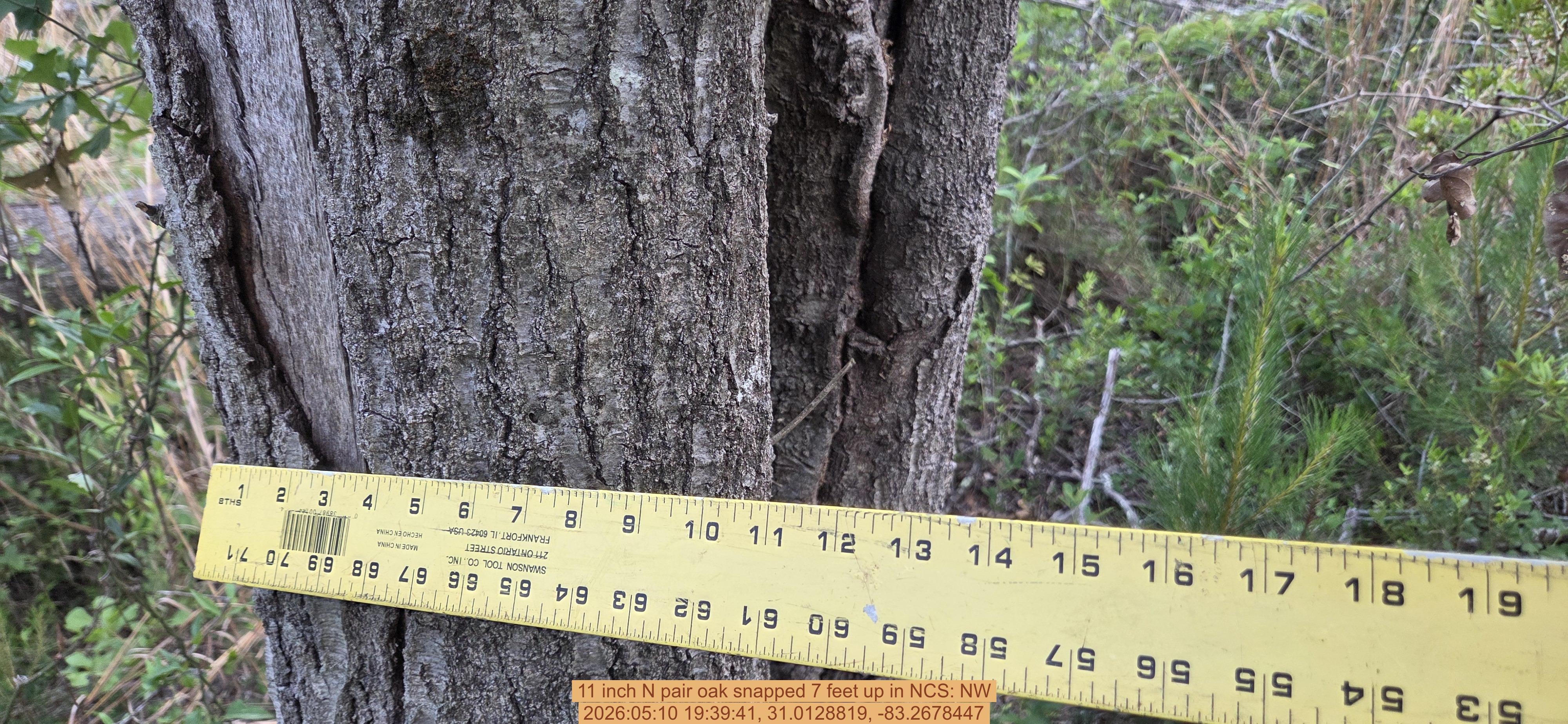 11 inch N pair oak snapped 7 feet up, 2026:05:10 19:39:41, 31.0128819, -83.2678447