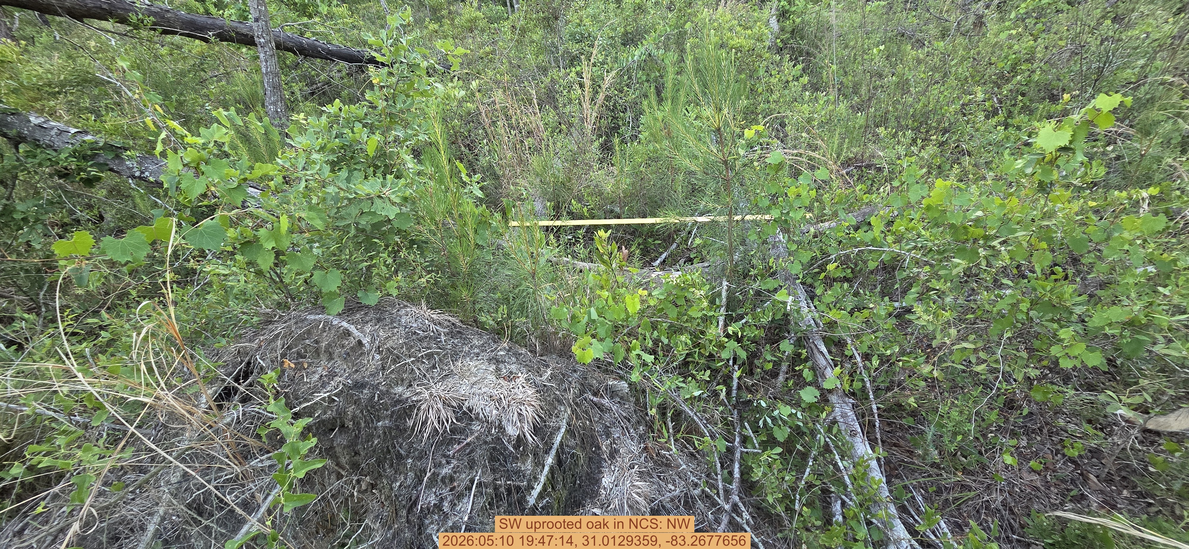 SW uprooted oak, 2026:05:10 19:47:14, 31.0129359, -83.2677656