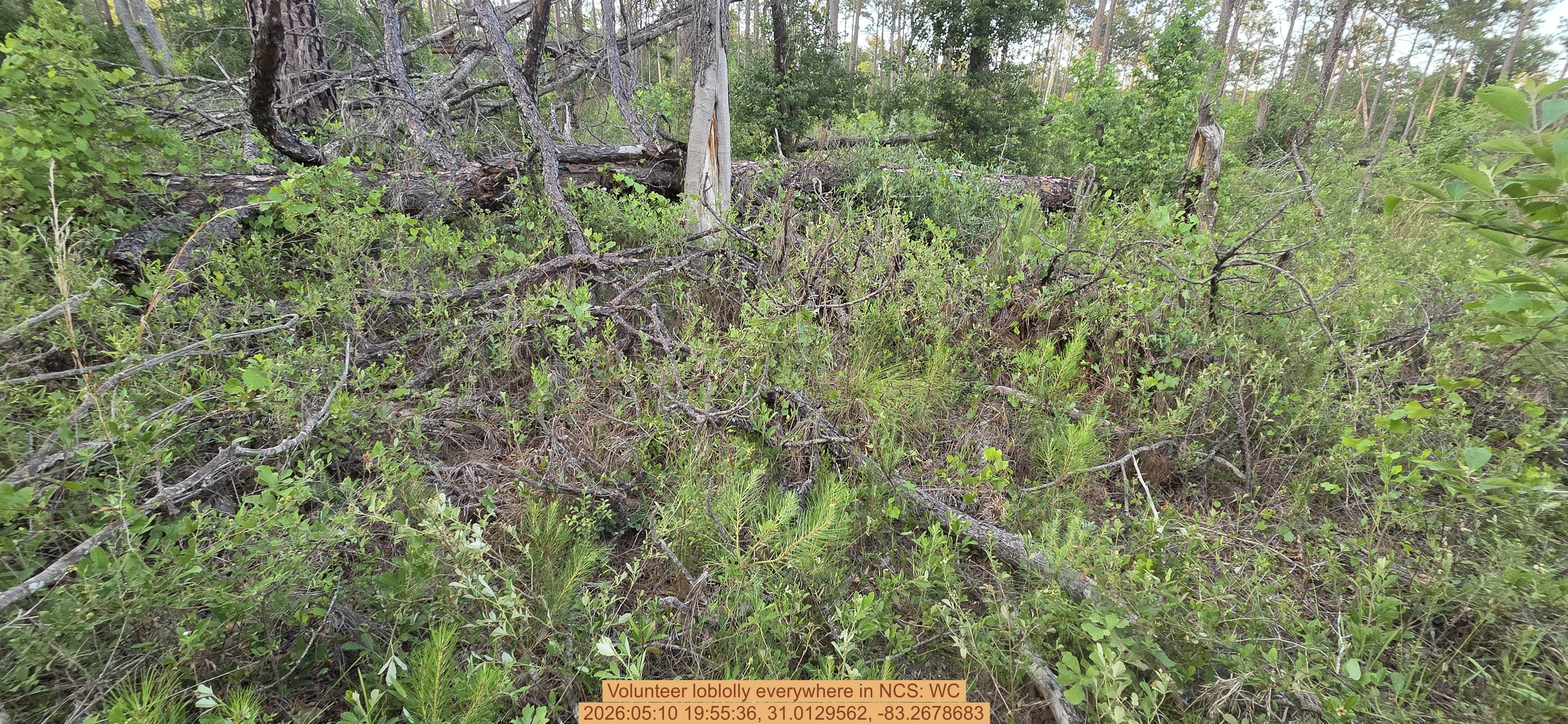 Volunteer loblolly everywhere, 2026:05:10 19:55:36, 31.0129562, -83.2678683