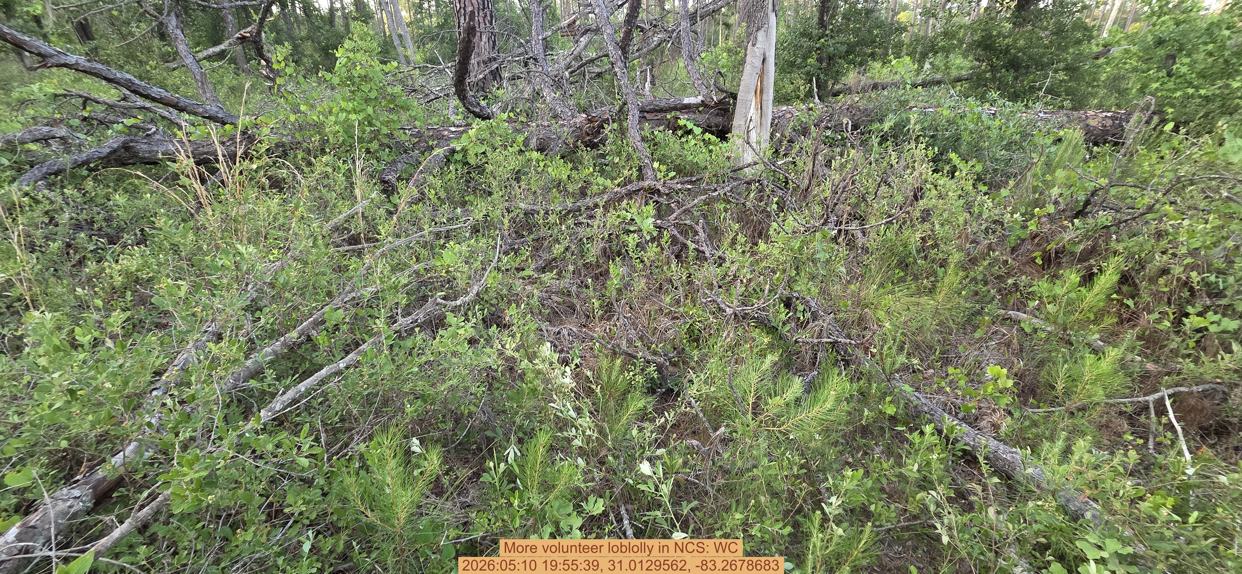 More volunteer loblolly, 2026:05:10 19:55:39, 31.0129562, -83.2678683