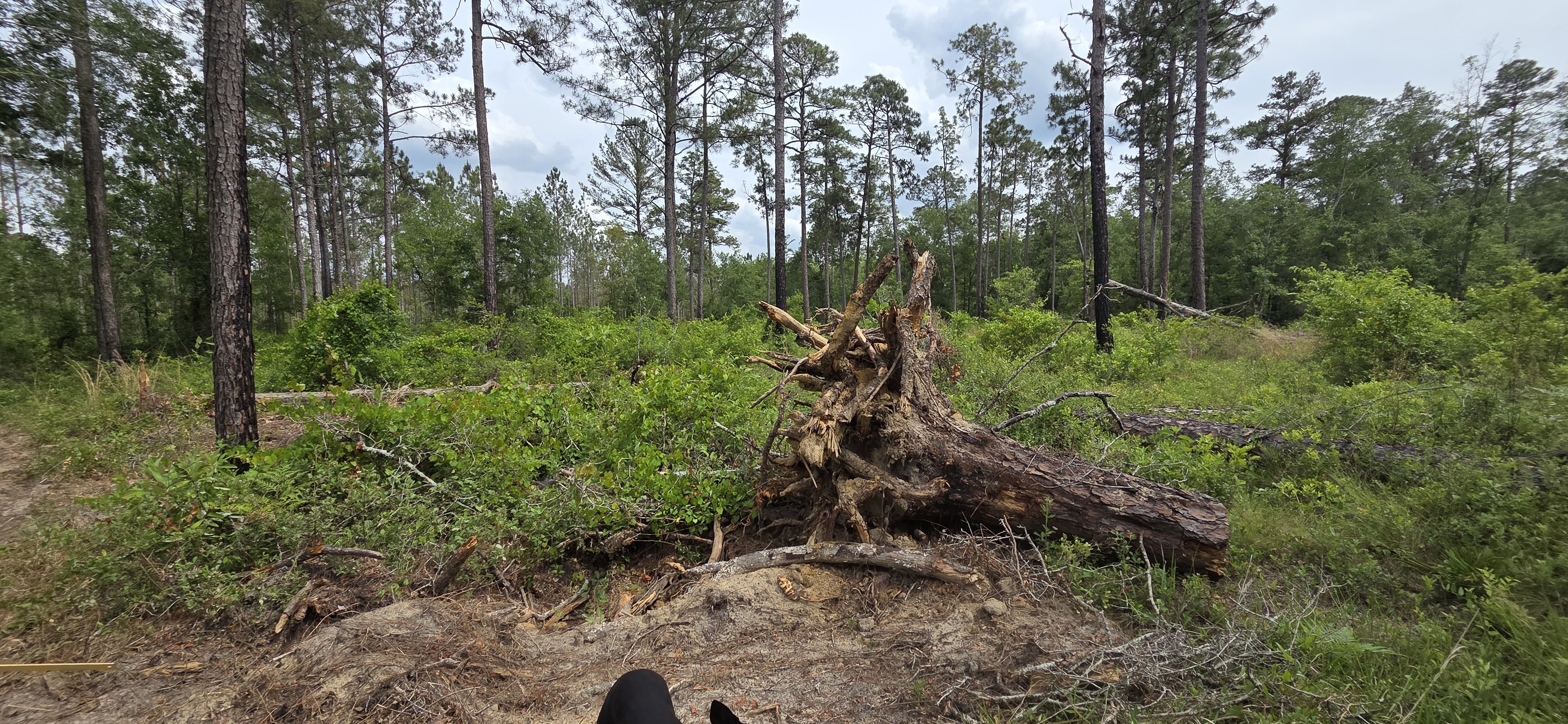 Pine uprooted near firebreak east, 2026:05:11 15:33:38, 31.0130368, -83.2656418