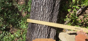 [20 inch oak by house, 2026:05:03 15:35:12, 31.0120847, -83.2698927]
