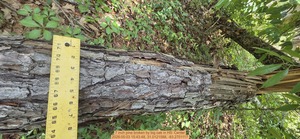 [7 inch pine broken by big oak, 2026:05:03 15:43:48, 31.0121588, -83.2701117]