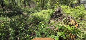 [Big pine by water line, 2026:05:04 13:59:31, 31.0123707, -83.2697912]