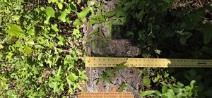 [12 inch big pine by water line, 2026:05:04 14:00:49, 31.0124061, -83.2699081]