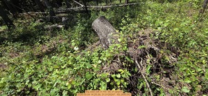 [Big east oak, 2026:05:04 14:25:29, 31.0120247, -83.2695342]