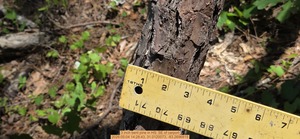 [3 inch bent pine, 2026:05:04 14:28:43, 31.0120073, -83.2696815]