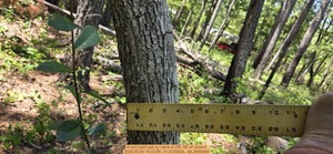 [4 inch bent oak by valve, 2026:05:04 14:33:56, 31.0120654, -83.2695669]