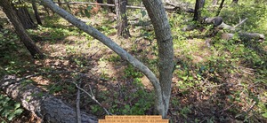 [Bent oak by valve, 2026:05:04 14:34:05, 31.0120654, -83.2695669]