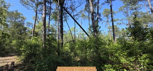 [Leaning and broken by firebreak, 2026:05:04 16:20:59, 31.0123899, -83.2694434]