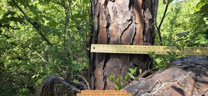 [15 inch snapped high pine, 2026:05:04 16:23:50, 31.0125334, -83.2692950]