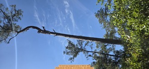 [10 inch top snapped pine, 2026:05:04 16:30:02, 31.0125323, -83.2693067]