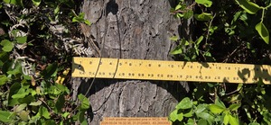 [13 inch another uprooted pine, 2026:05:04 16:32:36, 31.0124963, -83.2693082]