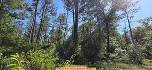 [Leaning pine, 2026:05:04 16:35:03, 31.0124758, -83.2692527]