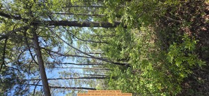 [Small bent pine, 2026:05:04 16:39:41, 31.0127212, -83.2694458]