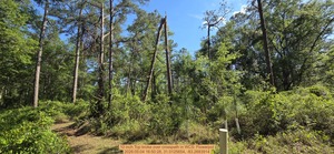 [10 inch Top broke over crosspath, 2026:05:04 16:50:28, 31.0125654, -83.2683914]