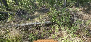 [4 inch Second oak, 2026:05:04 17:22:44, 31.0114748, -83.2674776]