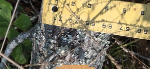 [4 inch Second oak, 2026:05:04 17:23:30, 31.0114748, -83.2674776]