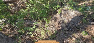 [12 inch First big pine, 2026:05:04 17:27:33, 31.0115673, -83.2675335]