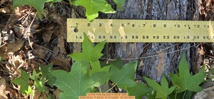 [12 inch First big pine, 2026:05:04 17:29:35, 31.0115463, -83.2674851]