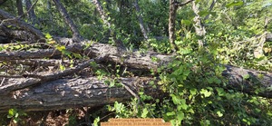 [13 inch Long big pine, 2026:05:04 17:31:35, 31.0116433, -83.2674557]