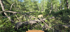 [13 inch Long big pine, 2026:05:04 17:31:41, 31.0116433, -83.2674557]