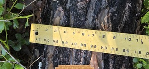 [11 inch Bowed down pine, 2026:05:04 17:36:47, 31.0116433, -83.2672843]