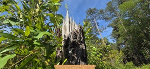 [6 inch Northmost snapped pine, 8 feet up, 2026:05:05 10:03:35, 31.0115664, -83.2694128]