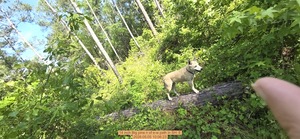 [14 inch Big pine n of e-w path, 2026:05:05 10:06:23]