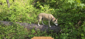 [14 inch Big pine n of e-w path, 2026:05:05 10:06:32, 31.0115369, -83.2693126]
