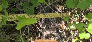 [14 inch Big pine n of e-w path, 2026:05:05 10:07:20, 31.0115369, -83.2693126]