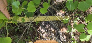 [14 inch Big pine n of e-w path, 2026:05:05 10:07:26, 31.0115706, -83.2692990]