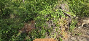 [14 inch Big pine n of e-w path, 2026:05:05 10:07:47, 31.0115691, -83.2692973]