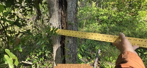 [11 inch Oak snapped 9 feet up., 2026:05:05 10:12:48, 31.0115656, -83.2693673]