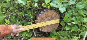[10 inch Pine across water line s of cross path, 2026:05:05 10:15:19, 31.0115771, -83.2693441]