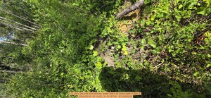 [12 inch Second pine across water line s of cross path, 2026:05:05 10:19:02, 31.0115740, -83.2693026]