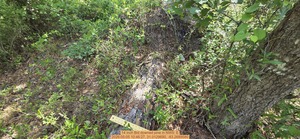 [14 inch Bid downed pine, 2026:05:05 10:46:27, 31.0129690, -83.2689580]